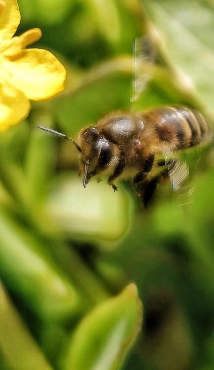 flying busy bee