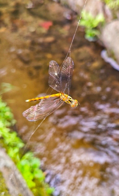 dragonfly killed by spider