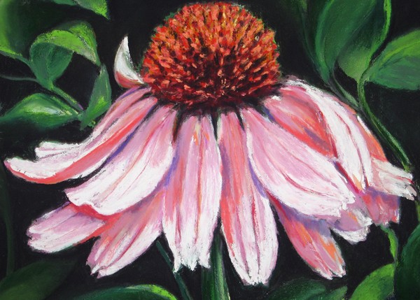 Coneflower