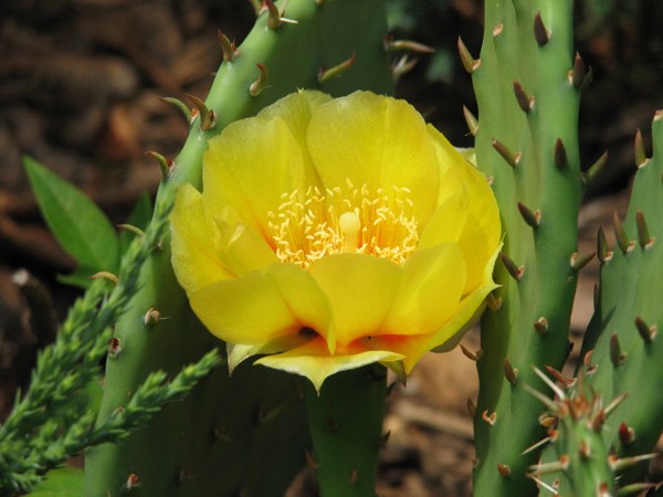 Cactus Flower