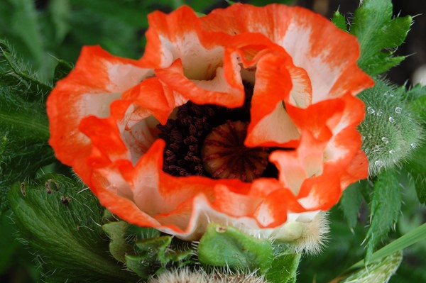 poppy 