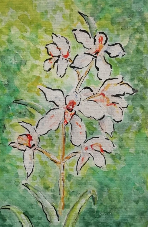 Orquídeas