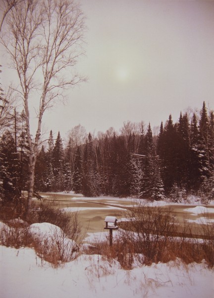 Pine Trees in Saint Adele