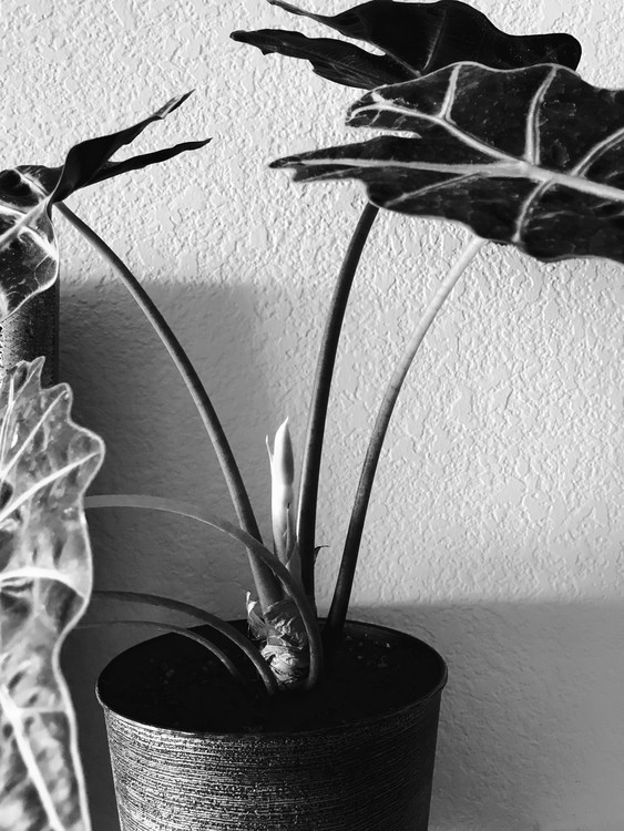 New Year New Growth