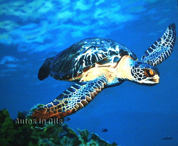 Sea Turtle