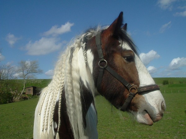 The horse that lived!