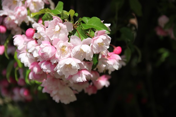 Gorgeous crab apple blooms