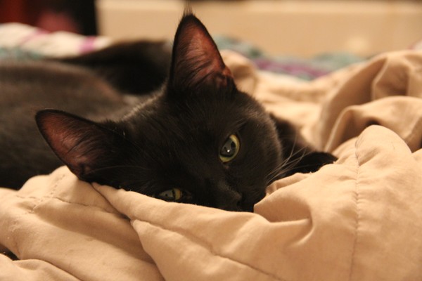 Dark Chocolate on a blanket of caramel.. Khan