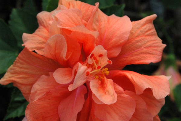 Fancy Mammoth Hibiscus 