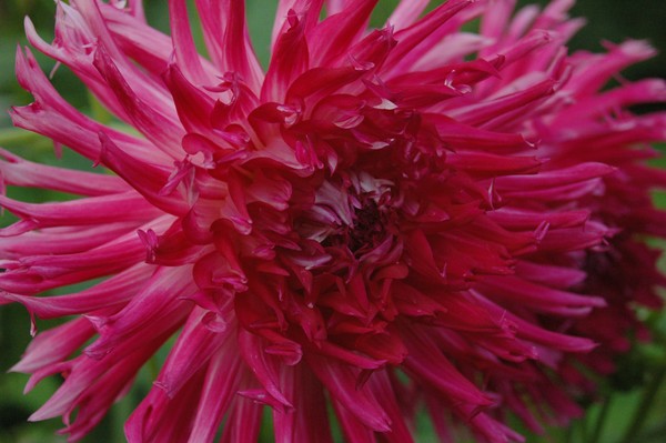 Deep pink spiky Dahlia Halifax public gardens