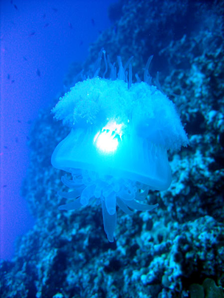 Jelly Glow