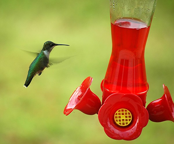Broadbill Hummingbird