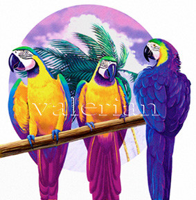 birds