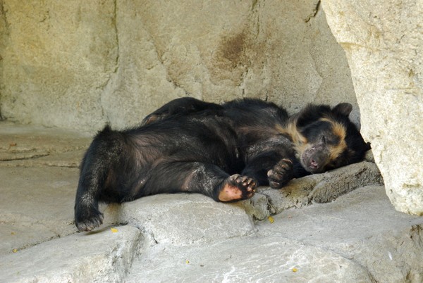 Sleepy Time Bear