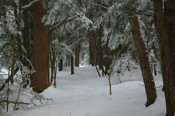 Unused Snow Mobile Trail
