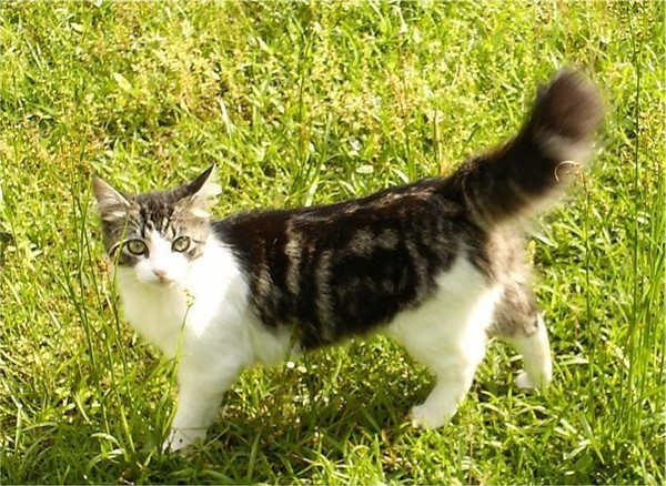 Sassy Cat
