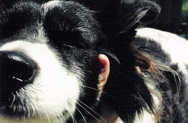 Old Dog