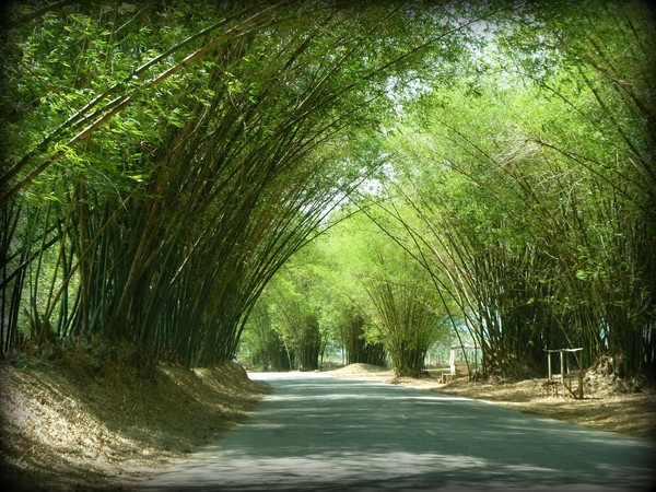 Bamboo