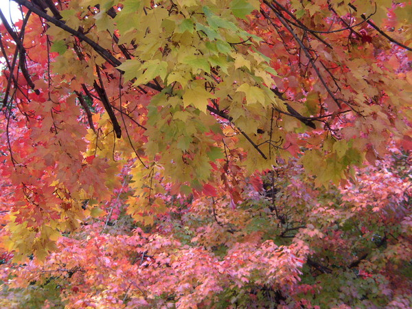 FALL JOY 