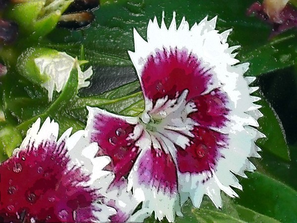 Mom's Garden Defined