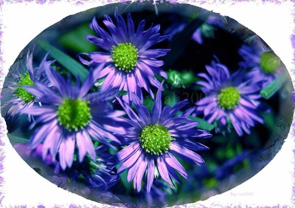 Aster my Sweet