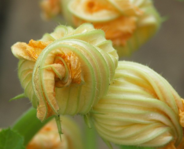 COURGETTE PLANT1
