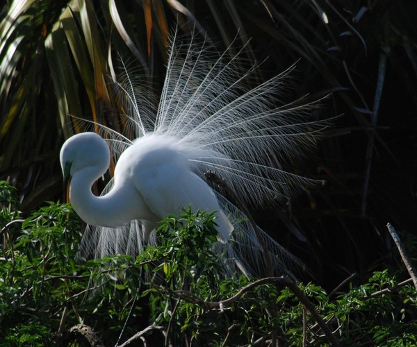Egrets on display