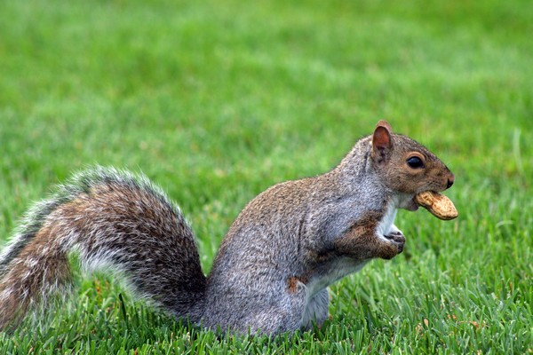 peanut lover