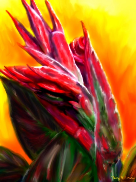 Elepant Ear Flowers
