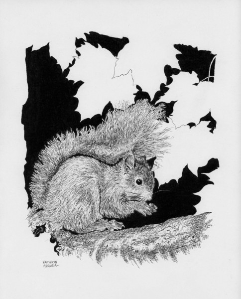Squirrel