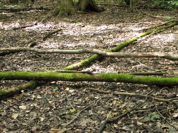 crossed logs