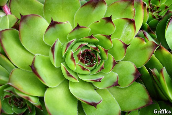 ICE PLANT