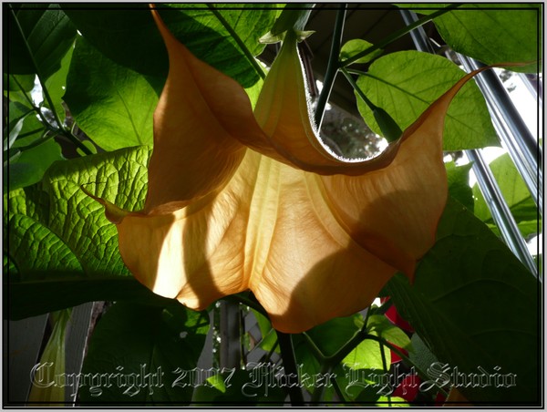 My Beautiful Brugmansia
