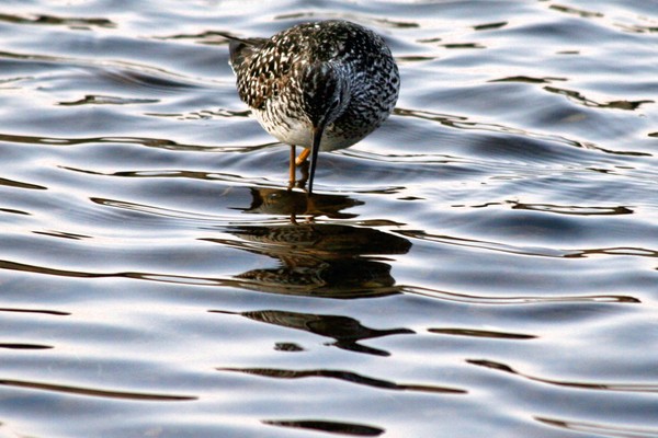 Reflections