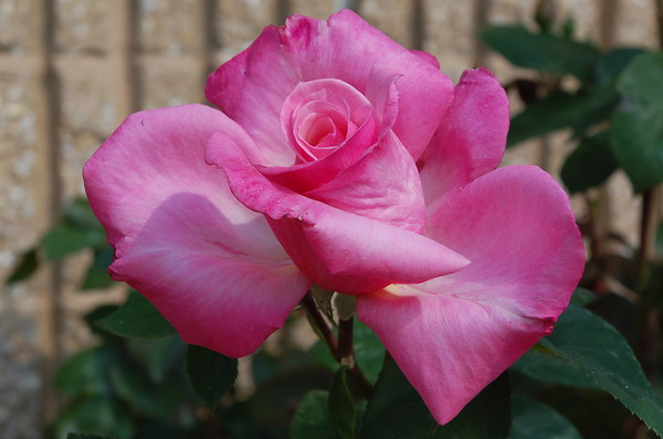 A Rose