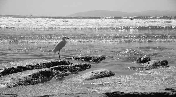 Egret in the surf