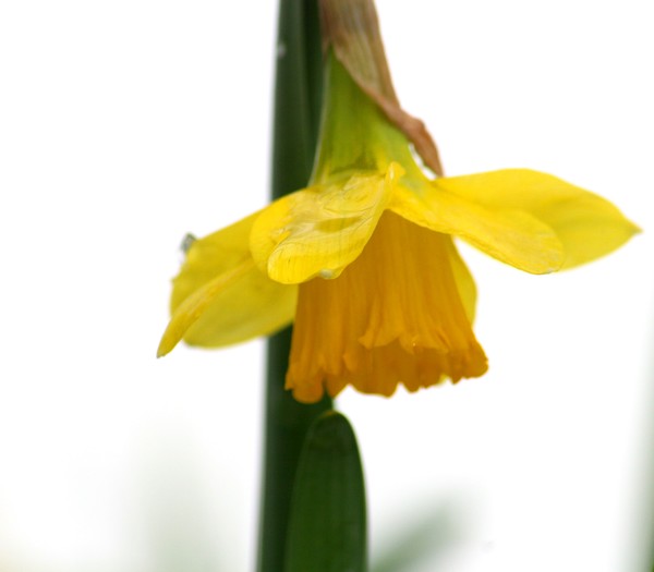 Waiting For Spring