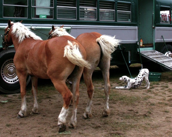 Companion Animals