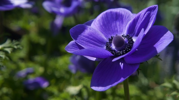 Purple Is The Way