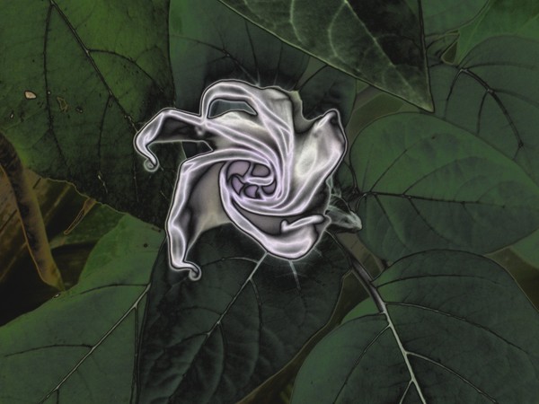 blossom-secret