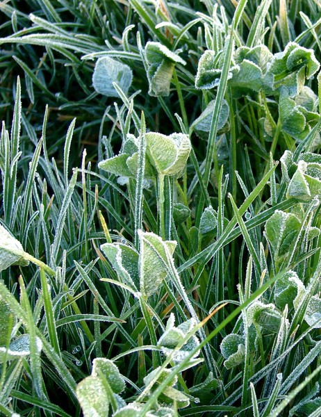 Winter drops