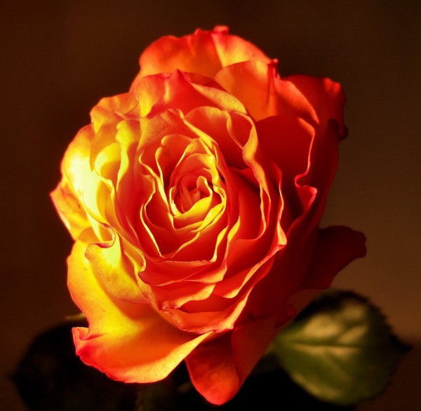 rose by lamp light