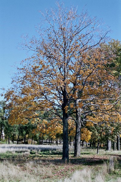 Autumn in Montreal