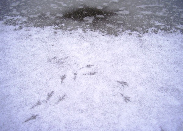 Bird Prints