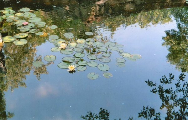 monet