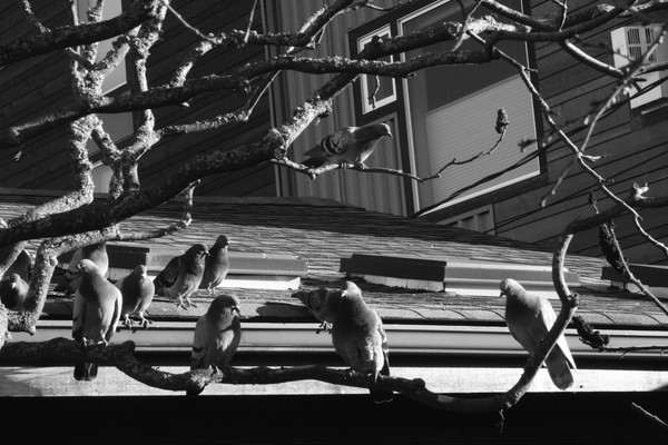 Pidgeons on Roof
