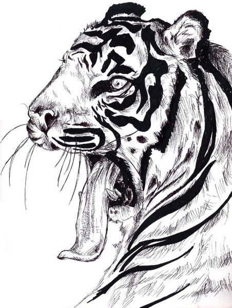 Yawning Tiger