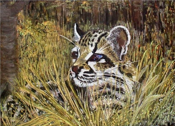 The Margay
