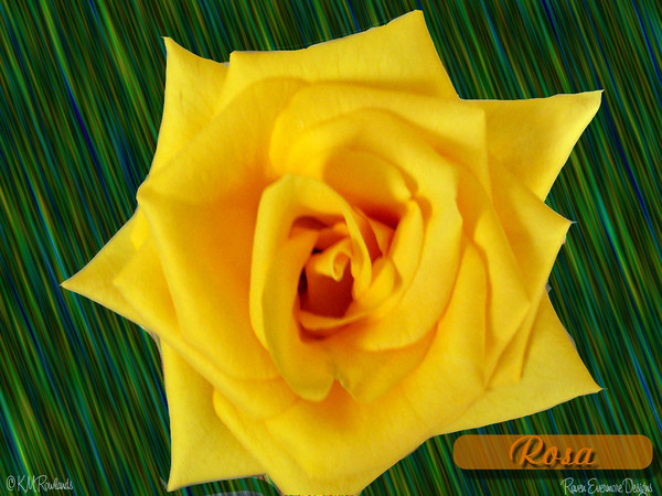 Yellow Rose