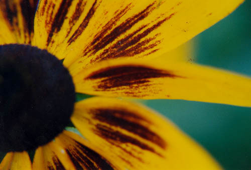 Upclose Flower